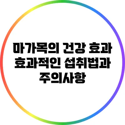 마가목의 건강 효과: 효과적인 섭취법과 주의사항