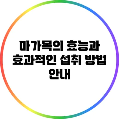 마가목의 효능과 효과적인 섭취 방법 안내