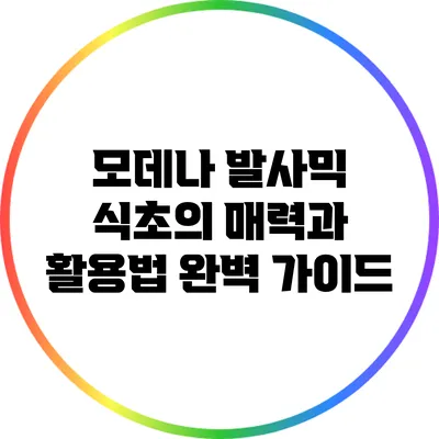 모데나 발사믹 식초의 매력과 활용법 완벽 가이드